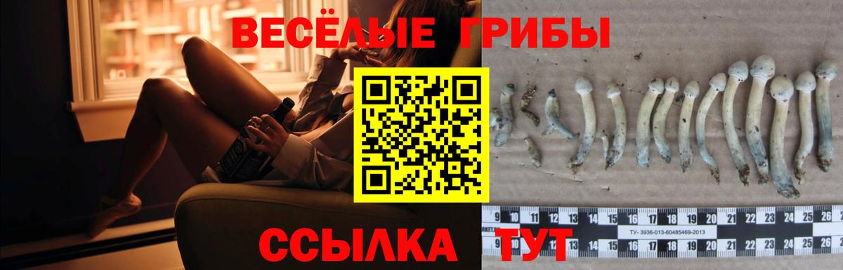 Волхов  Псилоцибиновые грибы ЛСД  Вход с VPN 